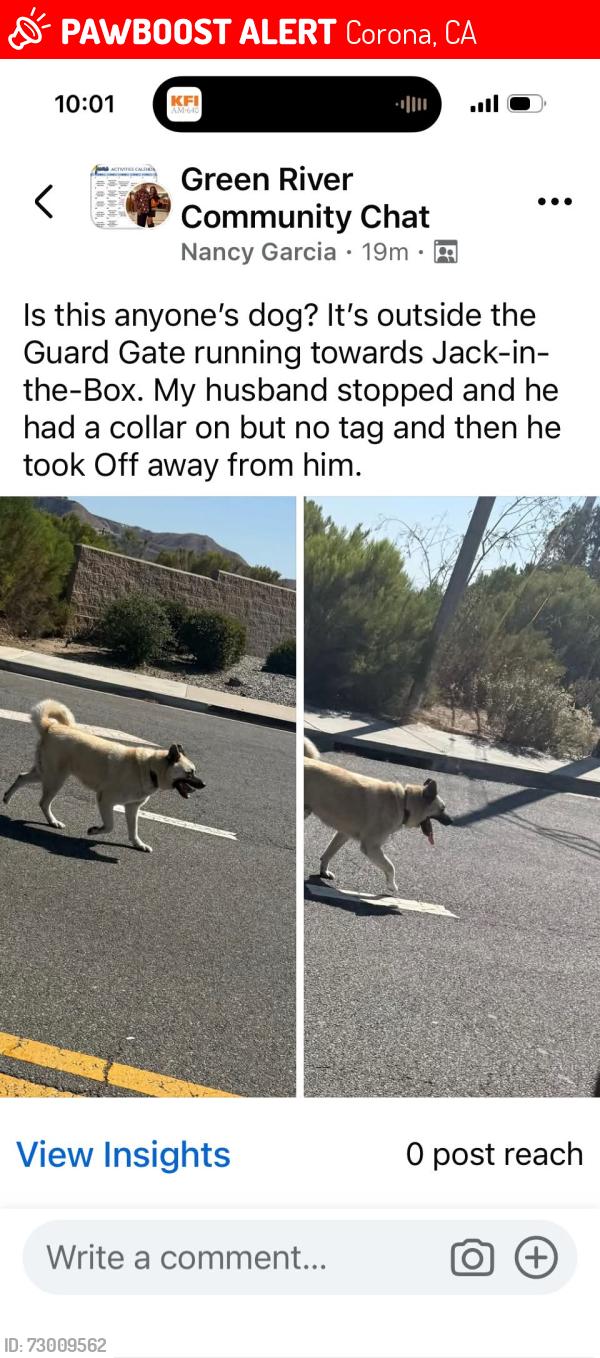 Lost Male Dog last seen Near the Jack in the Box off Green River, Corona, CA 92878