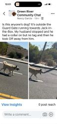Lost Male Dog last seen Near the Jack in the Box off Green River, Corona, CA 92878