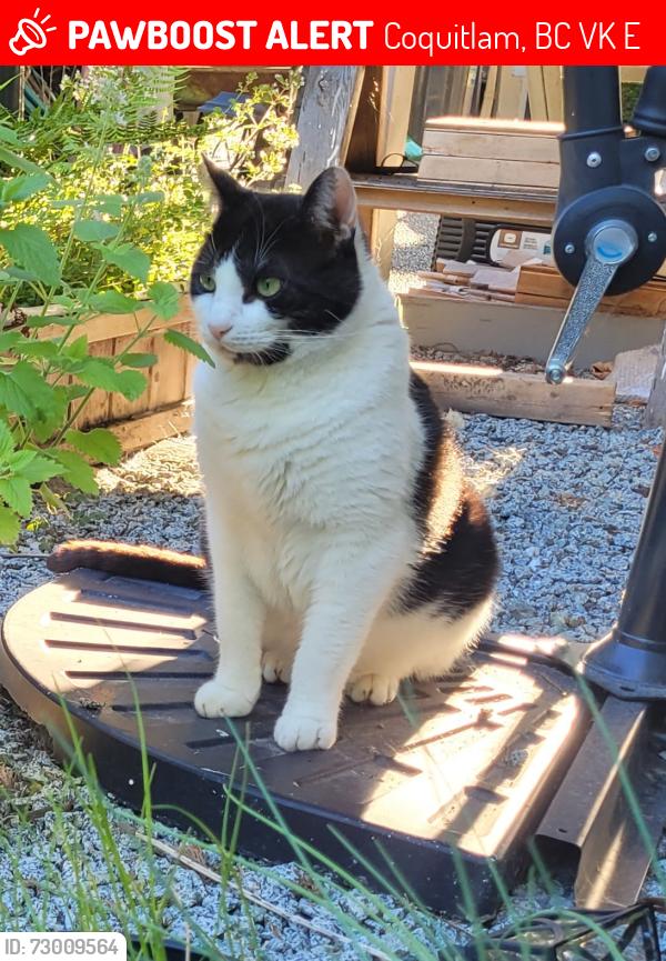Lost Male Cat last seen Austin Ave  and Rochester , Coquitlam, BC V3K 4E4