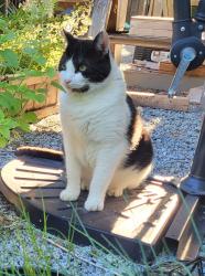 Lost Male Cat last seen Austin Ave  and Rochester , Coquitlam, BC V3K 4E4