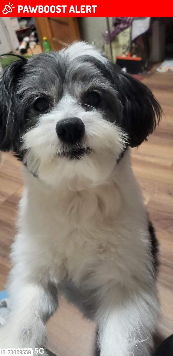 Lost Male Dog last seen Meadowbrook garden, Parsippany-Troy Hills, NJ 07054