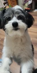 Lost Male Dog last seen Meadowbrook garden, Parsippany-Troy Hills, NJ 07054