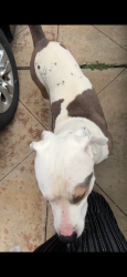 Found/Stray Male Dog last seen 67th and Peoria, Tulsa, OK 74136