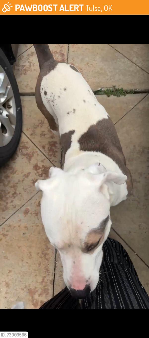 Found/Stray Male Dog last seen 67th and Peoria, Tulsa, OK 74136