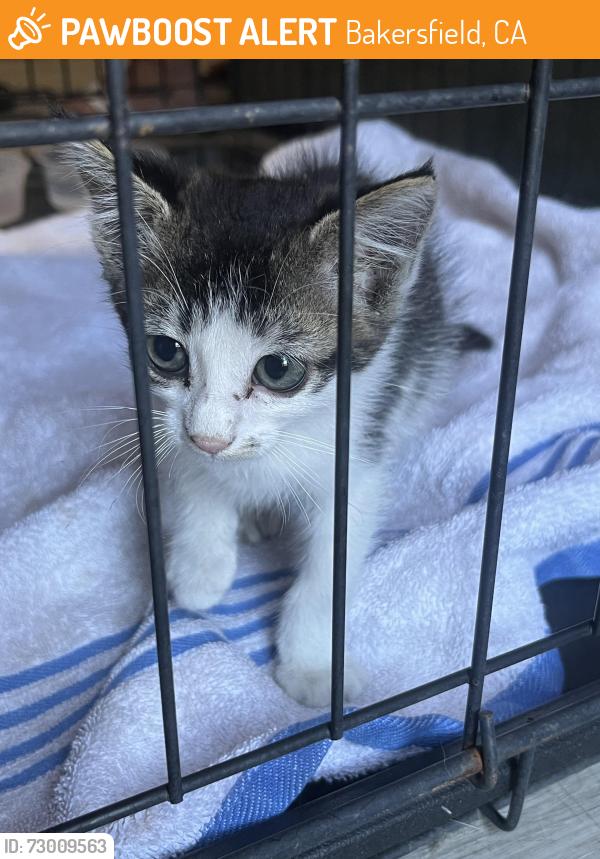 Found/Stray Female Cat last seen White lane and real rd., Bakersfield, CA 93313