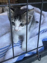 Found/Stray Female Cat last seen White lane and real rd., Bakersfield, CA 93313