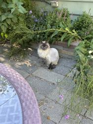 Reunited Male Cat last seen Near W Edson St, Boise, ID 83705, USA, Boise, ID 83705