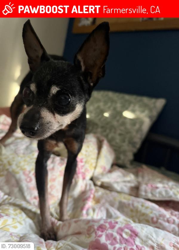 Lost Female Dog last seen W. Citrus drive and Linnell ave, Farmersville, CA 93223