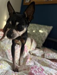 Lost Female Dog last seen W. Citrus drive and Linnell ave, Farmersville, CA 93223
