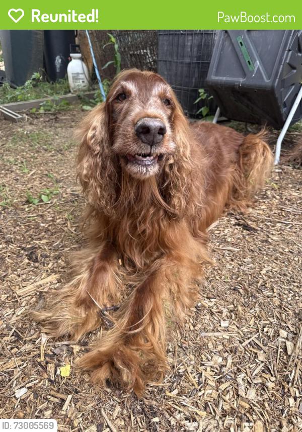 Reunited Female Dog last seen Near Shadeland avenue , Pittsburgh, PA 15212