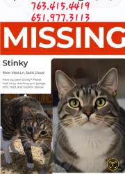 Lost Male Cat last seen Sartell walmart, St. Cloud, MN 56303