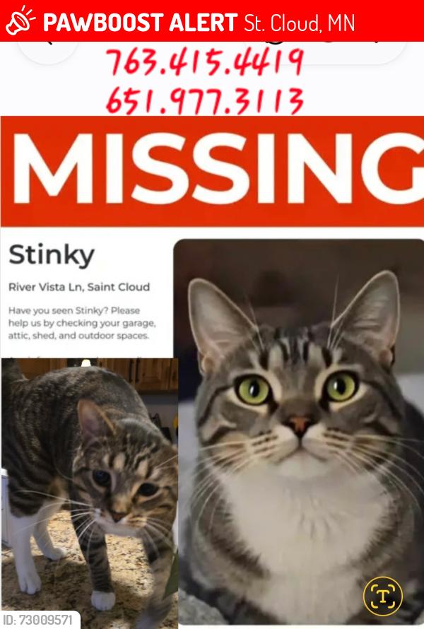 Lost Male Cat last seen Sartell walmart, St. Cloud, MN 56303