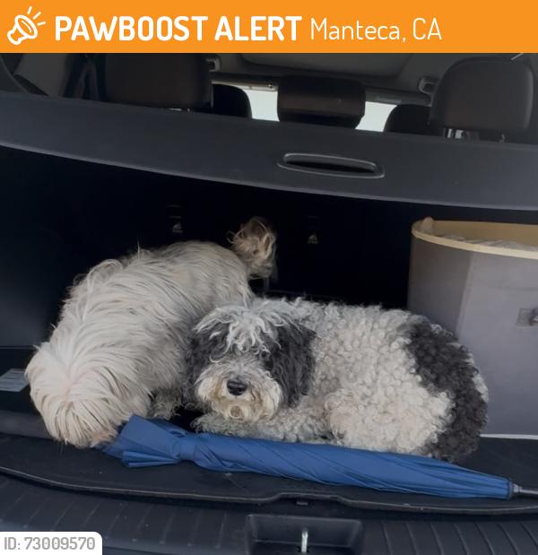 Found/Stray Unknown Dog last seen Woodward Park, Manteca, Manteca, CA 95337