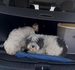 Found/Stray Unknown Dog last seen Woodward Park, Manteca, Manteca, CA 95337