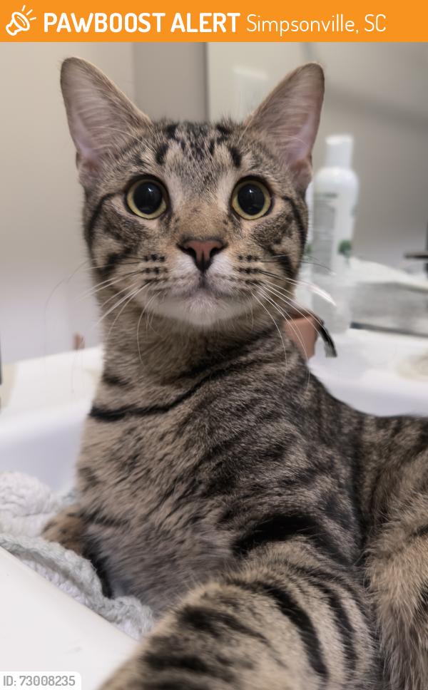 Found/Stray Male Cat last seen Heritage Park & SE Main St, Simpsonville, Simpsonville, SC 29681