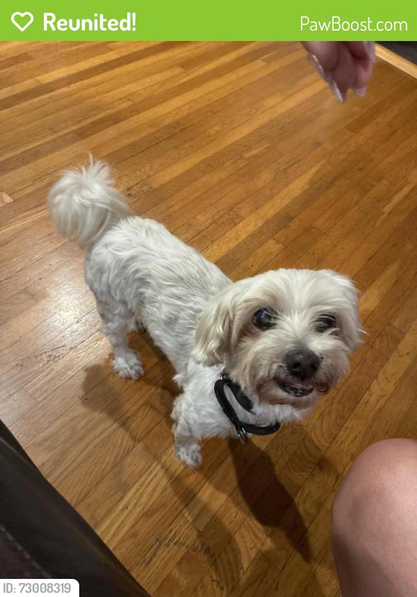 Reunited Female Dog last seen In Gardena, CA. By casimir street near Marine Ave, Gardena, CA 90249