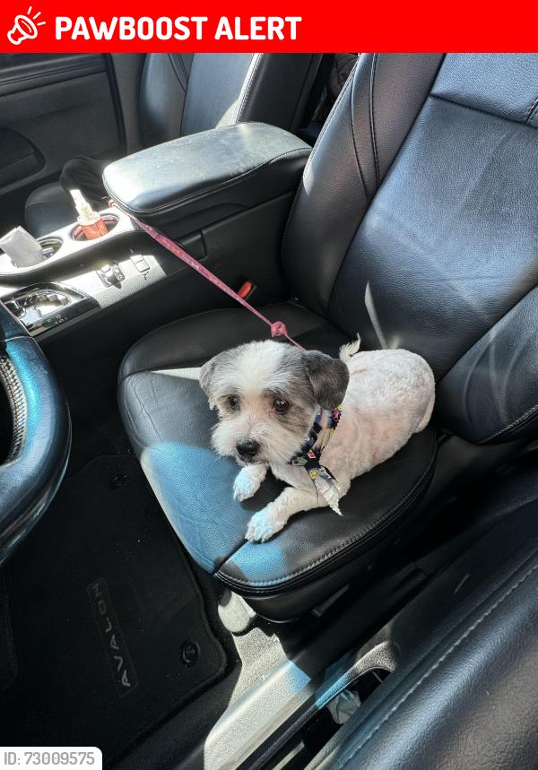 Lost Female Dog last seen Van Wig Avenue & Bess St., West Puente Valley, CA 91746