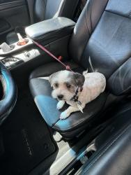 Lost Female Dog last seen Van Wig Avenue & Bess St., West Puente Valley, CA 91746