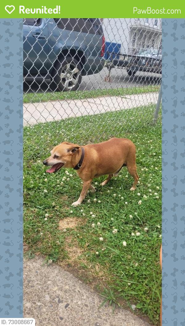 Reunited Male Dog last seen Heckman Street and Marshall Street, Phillipsburg, NJ 08865
