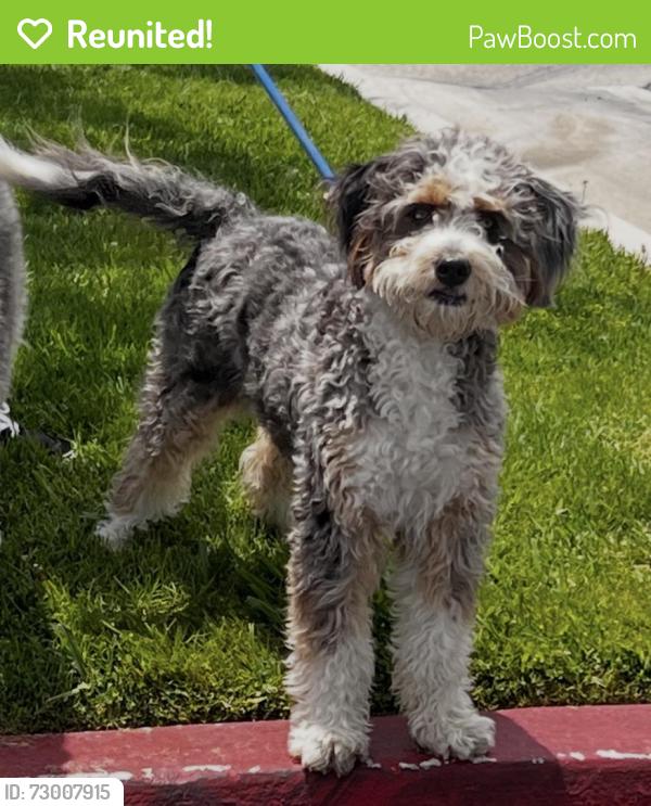 Reunited Female Dog last seen Off Jeronimo Rd on the way to El Toro HS, Lake Forest, CA 92630