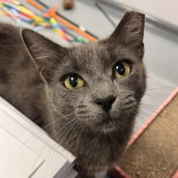 Shelter Stray Female Cat last seen Cypress Rd | Charlotte Ln, Brazos County, TX, 5359 Leonard Rd, Bryan, TX 77807, USA