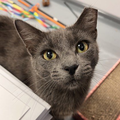 Shelter Stray Female Cat last seen Cypress Rd | Charlotte Ln, Brazos County, TX, 5359 Leonard Rd, Bryan, TX 77807, USA