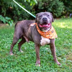 Shelter Stray Male Dog last seen , , GA, 3280 Chamblee Dunwoody Rd, Chamblee, GA 30341, USA