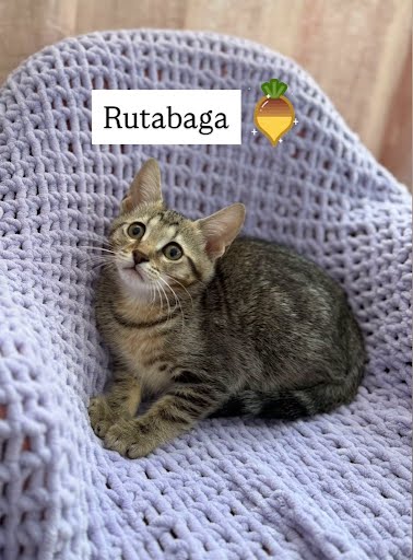 Shelter Stray Male Cat last seen Near Fourth St, 30083, GA, 3280 Chamblee Dunwoody Rd, Chamblee, GA 30341, USA