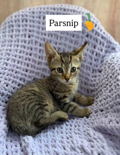 Shelter Stray Female Cat last seen Near Fourth St, 30083, GA, 3280 Chamblee Dunwoody Rd, Chamblee, GA 30341, USA