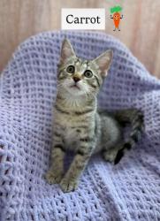 Shelter Stray Female Cat last seen Near Fourth St, 30083, GA, 3280 Chamblee Dunwoody Rd, Chamblee, GA 30341, USA