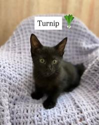 Shelter Stray Male Cat last seen Near Fourth St, 30083, GA, 3280 Chamblee Dunwoody Rd, Chamblee, GA 30341, USA