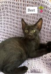 Shelter Stray Male Cat last seen Near Fourth St, 30083, GA, 3280 Chamblee Dunwoody Rd, Chamblee, GA 30341, USA