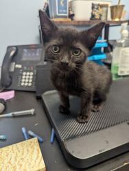 Shelter Stray Female Cat last seen Near Montford Dr, 30341, GA, 3280 Chamblee Dunwoody Rd, Chamblee, GA 30341, USA