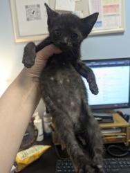Shelter Stray Male Cat last seen Near Montford Dr, 30341, GA, 3280 Chamblee Dunwoody Rd, Chamblee, GA 30341, USA