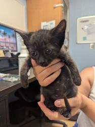 Shelter Stray Female Cat last seen Near Montford Dr, 30341, GA, 3280 Chamblee Dunwoody Rd, Chamblee, GA 30341, USA