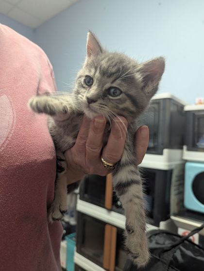 Shelter Stray Female Cat last seen Near Windsor Ter, Avondale Estates, GA 30002, 30002, GA, 3280 Chamblee Dunwoody Rd, Chamblee, GA 30341, USA