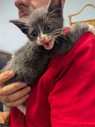 Shelter Stray Male Cat last seen Near Windsor Ter, Avondale Estates, GA 30002, 30002, GA, 3280 Chamblee Dunwoody Rd, Chamblee, GA 30341, USA