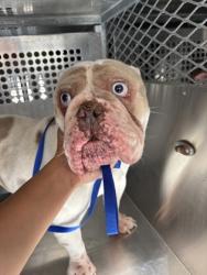 Shelter Stray Female Dog last seen Near JOHN T WHITE RD, East District, , 355 Hillshire Dr, Haslet, TX 76052, USA