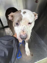Shelter Stray Female Dog last seen Near CARTER AVE, East District, , 355 Hillshire Dr, Haslet, TX 76052, USA
