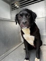 Shelter Stray Female Dog last seen Near Hartman Rd, EVERMAN, TX, 3961 Bluebell Dr, Everman, TX 76140, USA