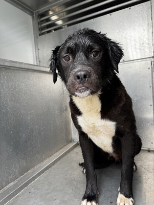 Shelter Stray Female Dog last seen Near Hartman Rd, EVERMAN, TX, 3961 Bluebell Dr, Everman, TX 76140, USA