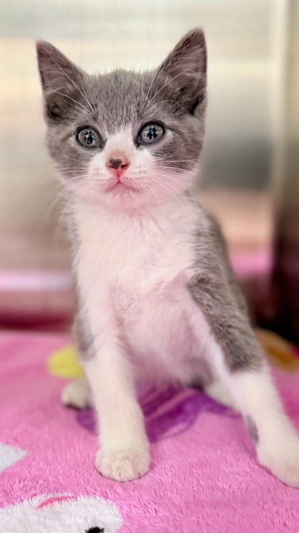 Shelter Stray Male Cat last seen Roberta Dr & S Huntsman Blvd, Raymore, MO, 1023 S Madison St, Raymore, MO 64083, USA