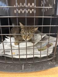 Shelter Stray Unknown Cat last seen Near Carson Drive, 75149, TX, 1650 Gross Rd, Mesquite, TX 75149, USA
