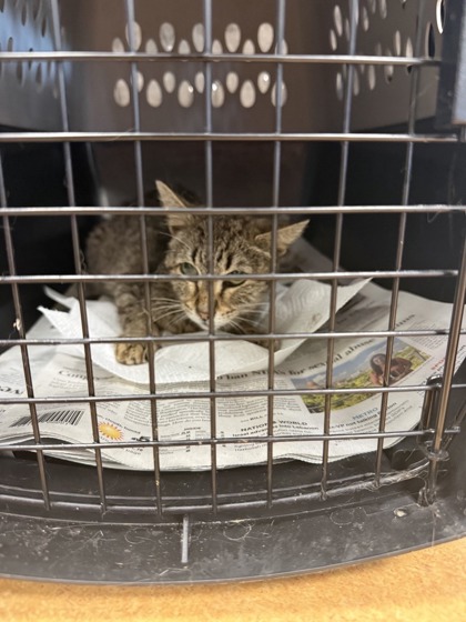 Shelter Stray Unknown Cat last seen Near Carson Drive, 75149, TX, 1650 Gross Rd, Mesquite, TX 75149, USA