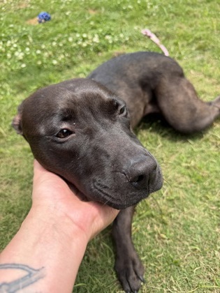 Shelter Stray Female Dog last seen Washington Post Road near Lake Tyler, New Bern, NC, 1639 Old Airport Rd, New Bern, NC 28562, USA