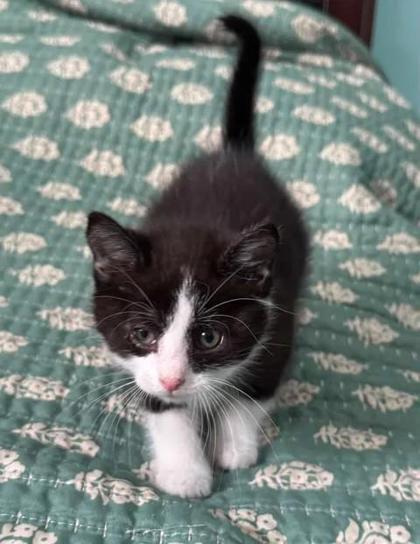 Shelter Stray Male Cat last seen Near Old US Highway 70 W, New Bern City Limits, NC, 1639 Old Airport Rd, New Bern, NC 28562, USA