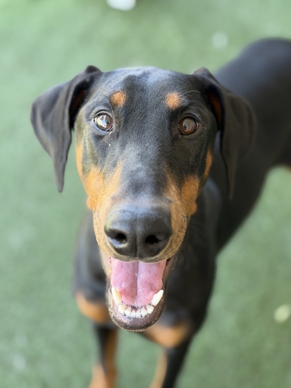 Shelter Stray Female Dog last seen El Segundo, Rancho Cordova, , 6201 Florin Perkins Rd, Sacramento, CA 95828, USA