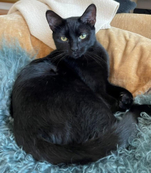 Lost Male Cat last seen 6th and Curson, Los Angeles, CA 90036