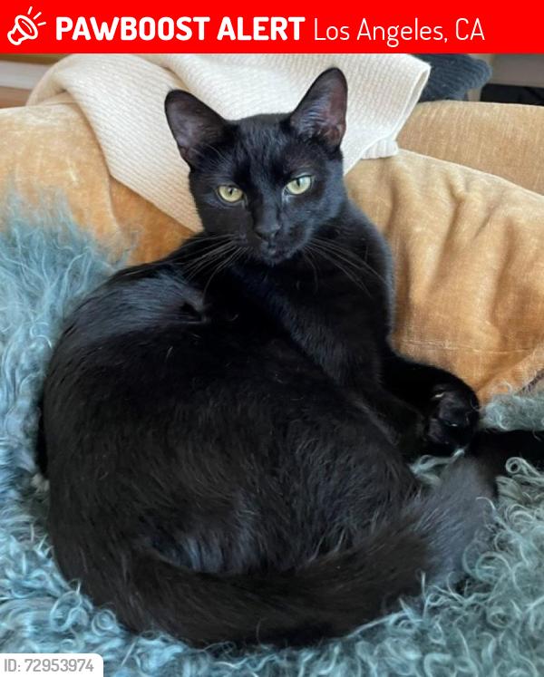 Lost Male Cat last seen 6th and Curson, Los Angeles, CA 90036