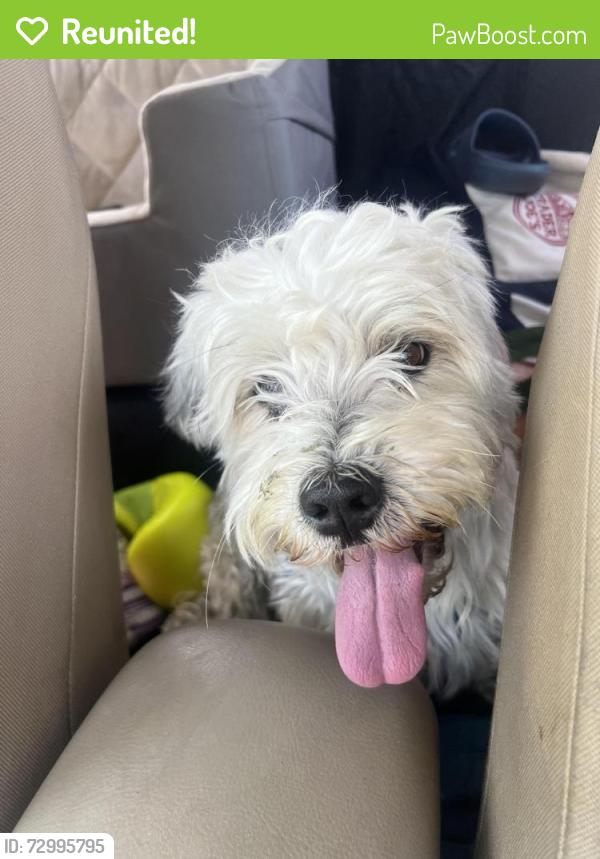 Reunited Male Dog last seen W Avenue 26 and Artesian Street, Los Angeles, CA 90031